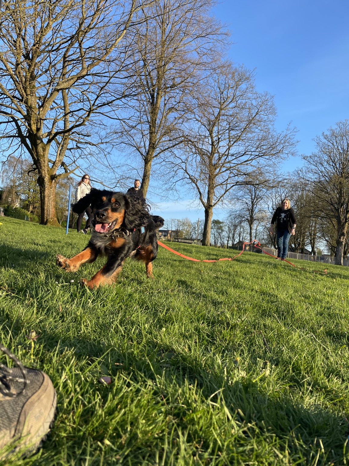 Black and tan dog running happily towards the camera