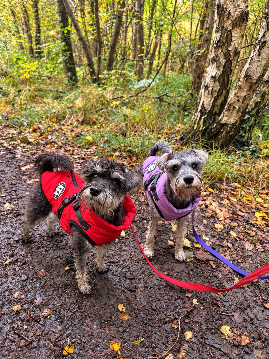 Two schnauzers together on a woodland path