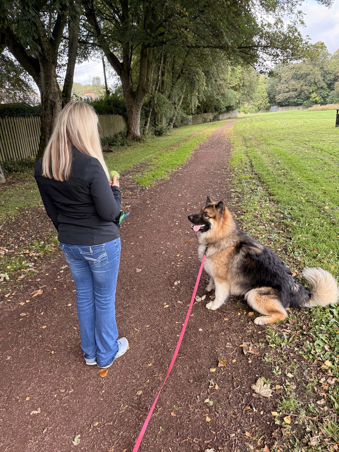 German Shepherd focusing on their owner during outdoor training