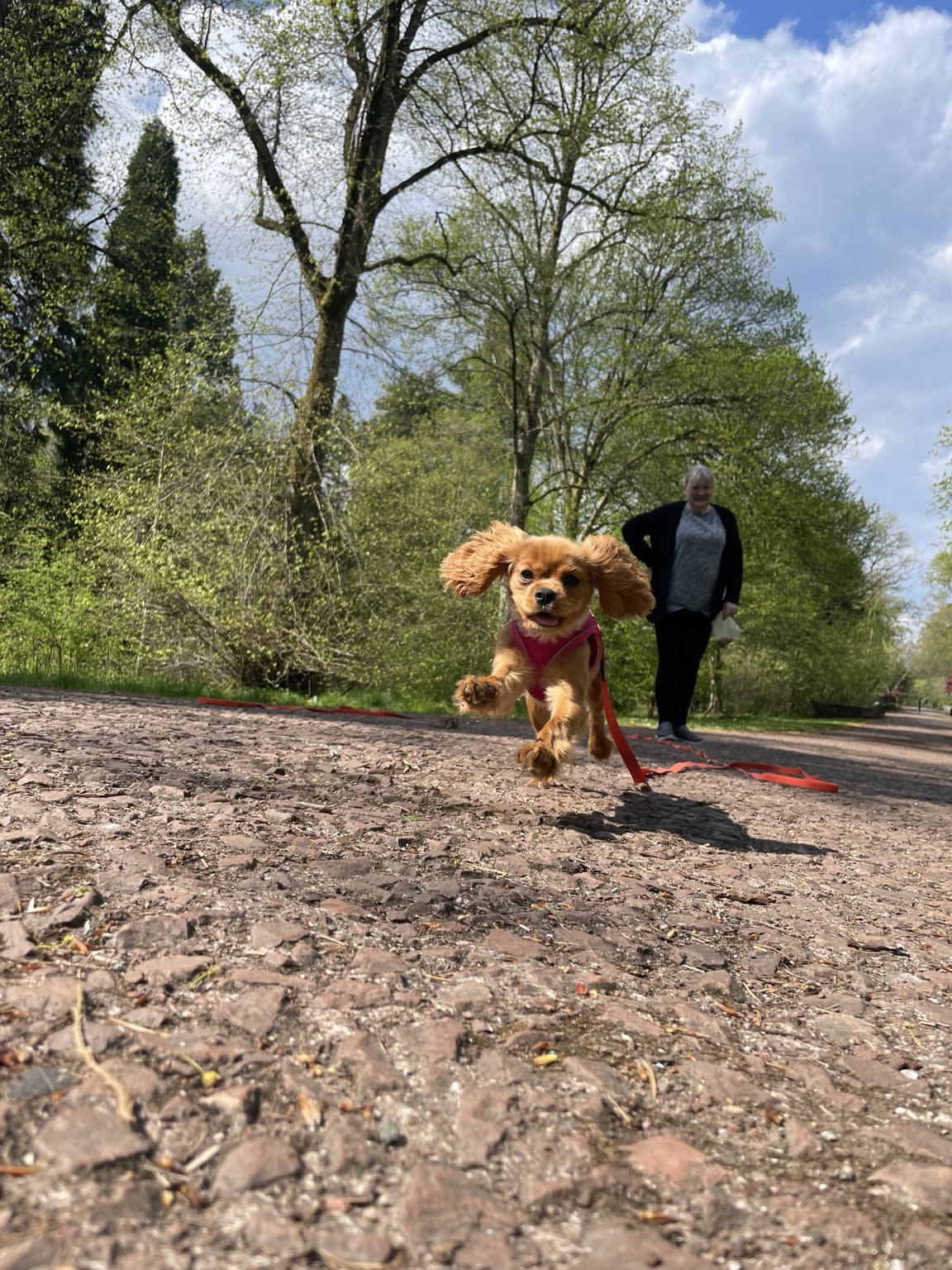 Small golden dog running on a woodland path