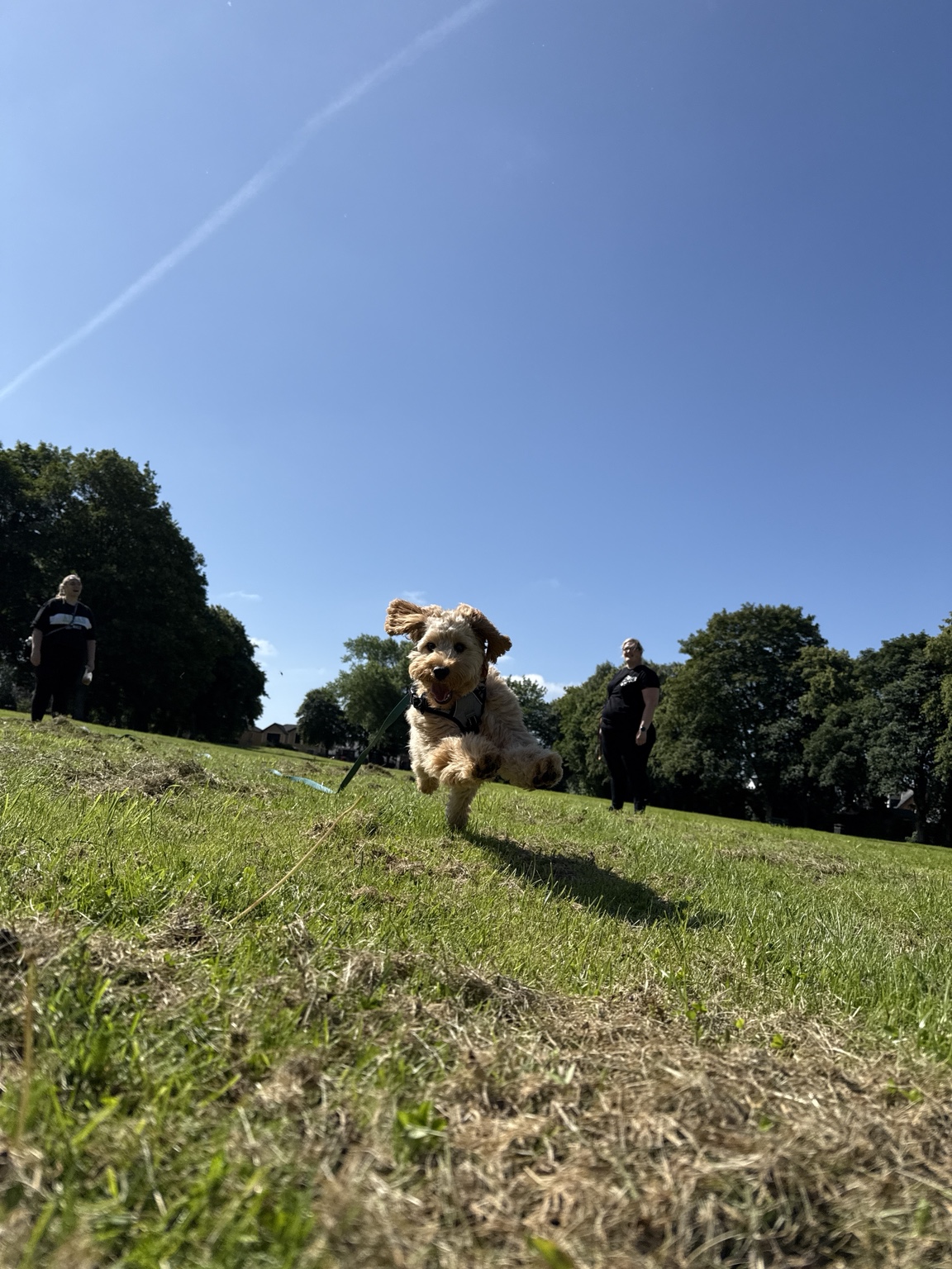 Happy cream-coloured dog running across a grassy field