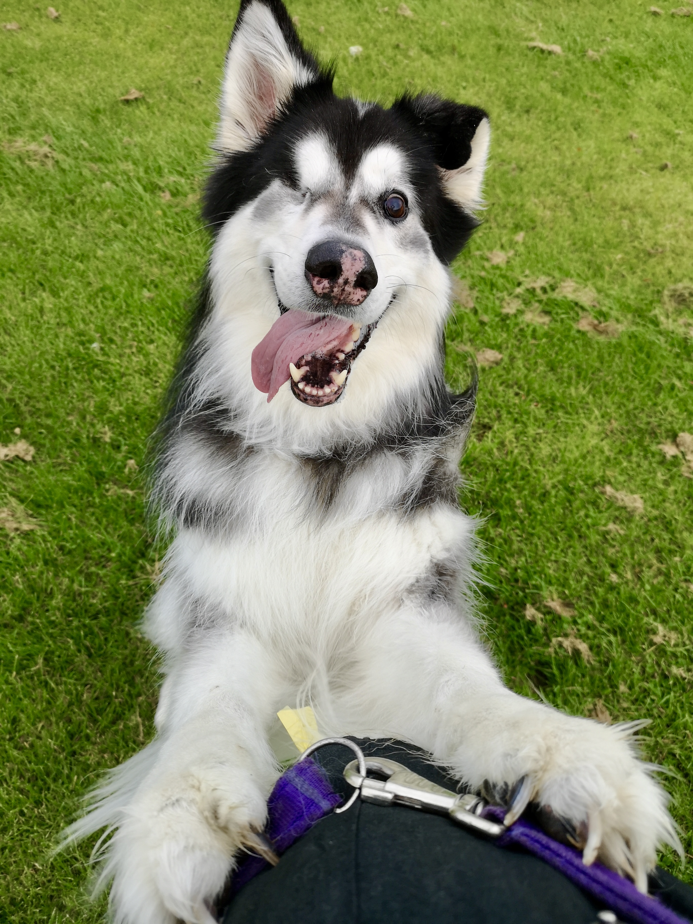 Mojo, Deborah's much-loved black and white Northern Inuit, smiling on the grass
