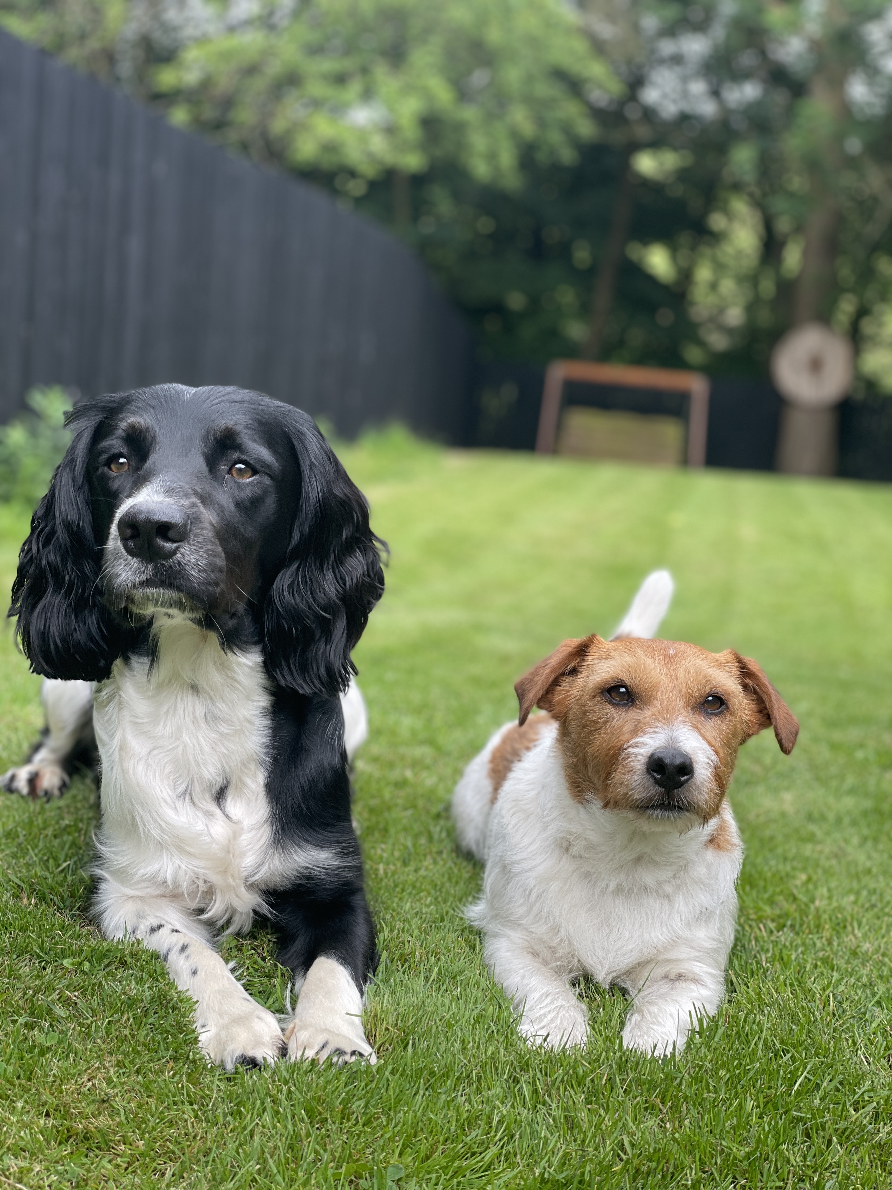 Oreo the Springer Spaniel and Cookie the Jack Russell resting together on grass