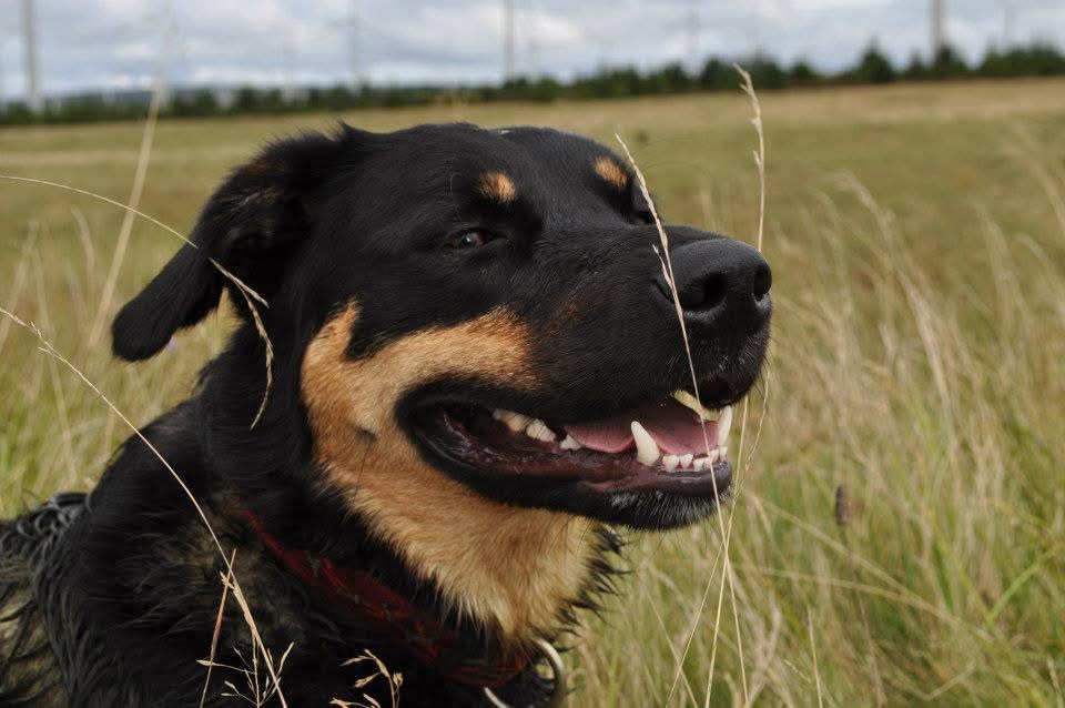 Max, Deborah's black and tan rescue Rottweiler Collie cross, smiling in a grassy field
