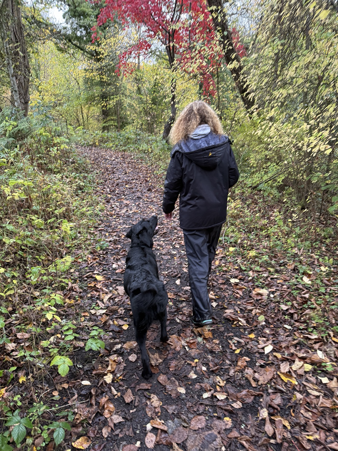 Owner and black dog walking together on an autumn woodland path