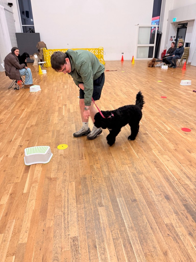 Handler and black dog practising a fun exercise during an indoor Mizz Pawz training class