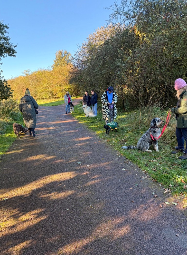 Dogs and owners practising spaced-out training along an outdoor walking path