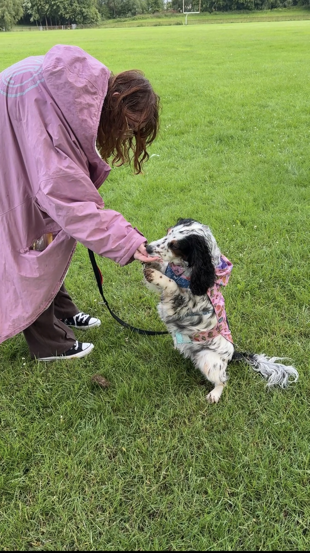 Reward-based training with a spaniel outdoors