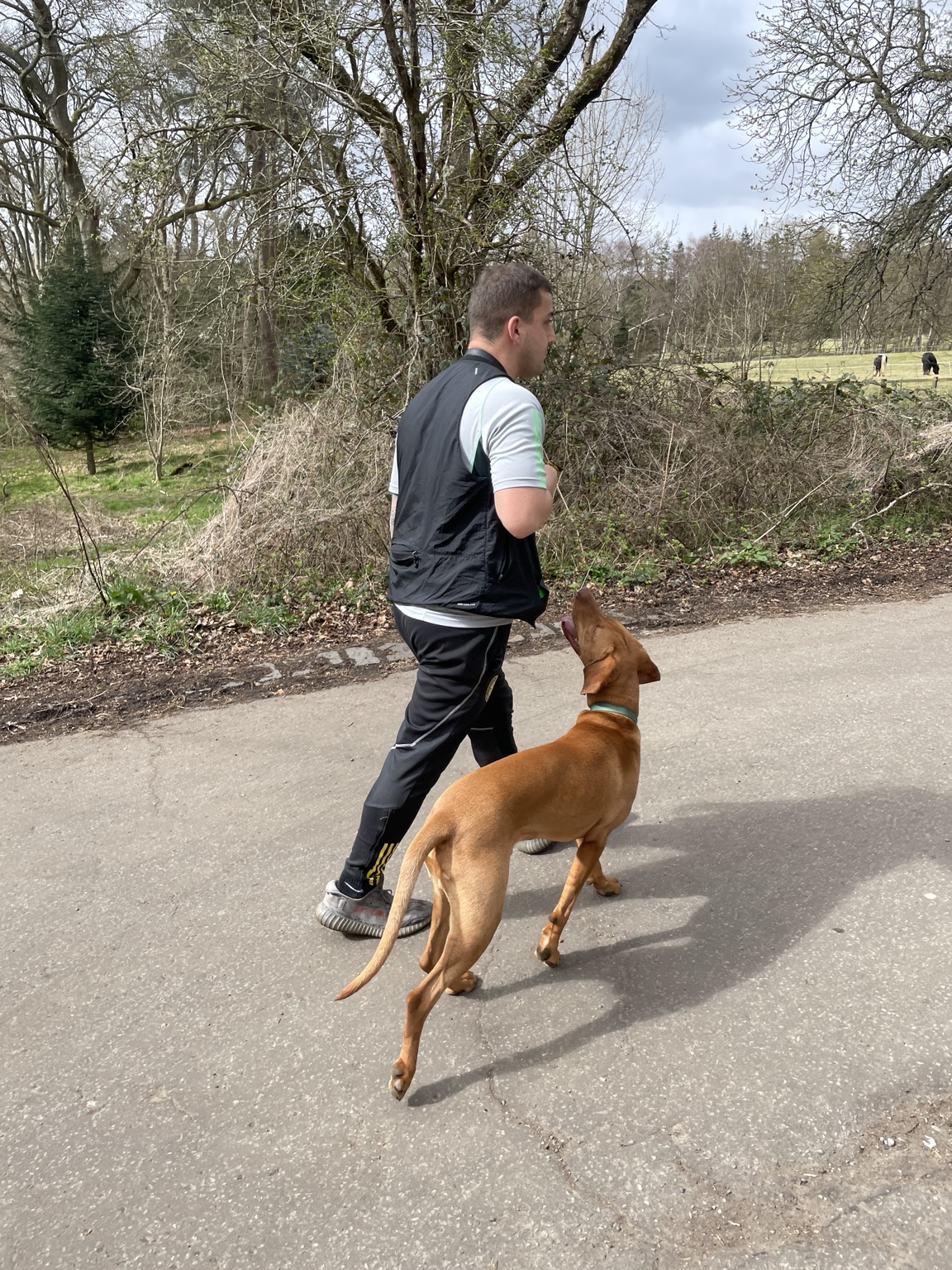 Tan dog walking attentively alongside their owner outdoors