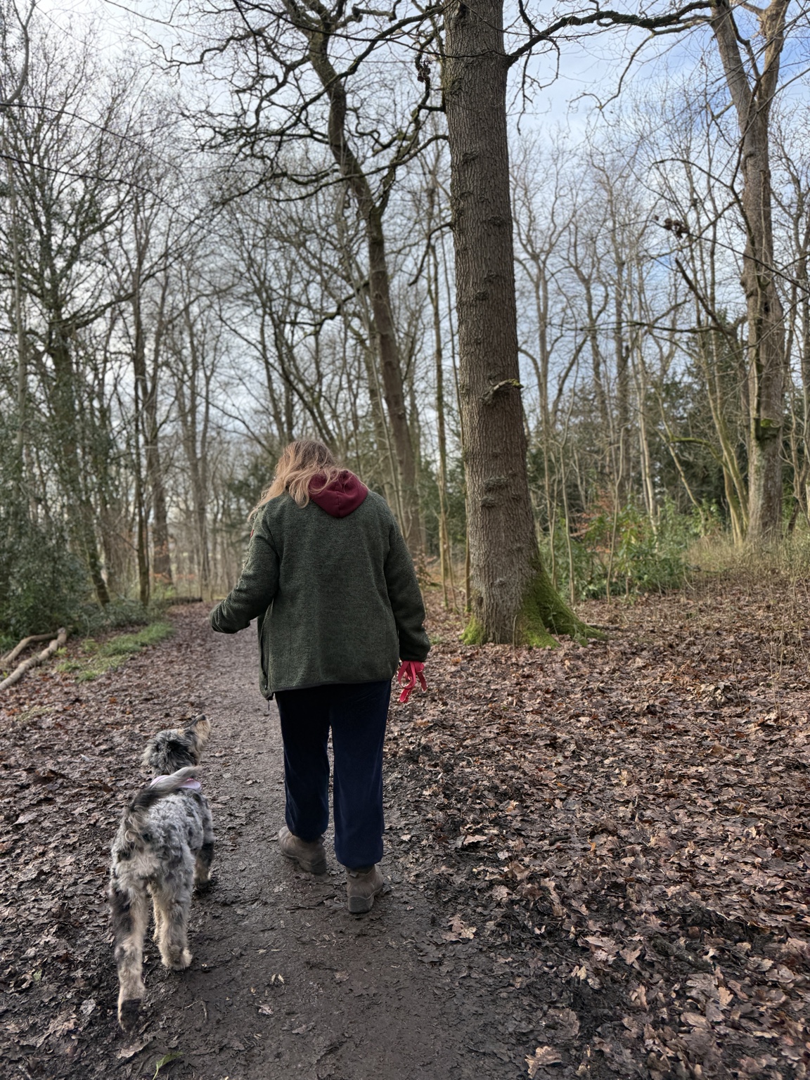 Small grey and white dog walking with their owner on a woodland path