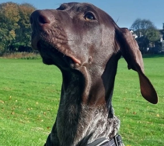 Milly the German Shorthaired Pointer head and shoulders