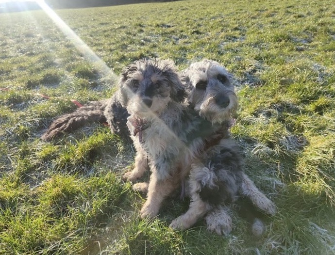 Two Bernedoodles sitting together on grass