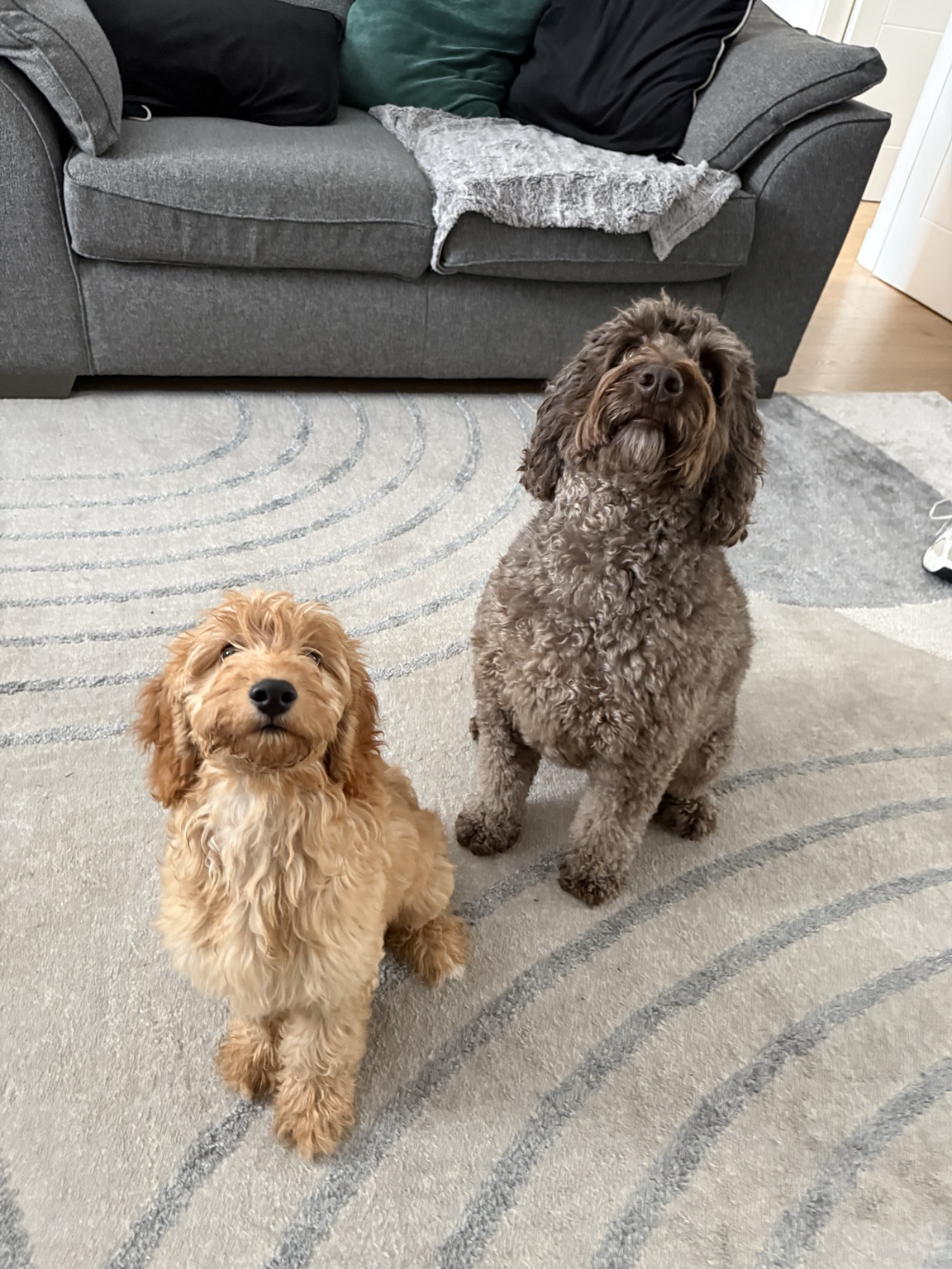 Two dogs sitting calmly at home