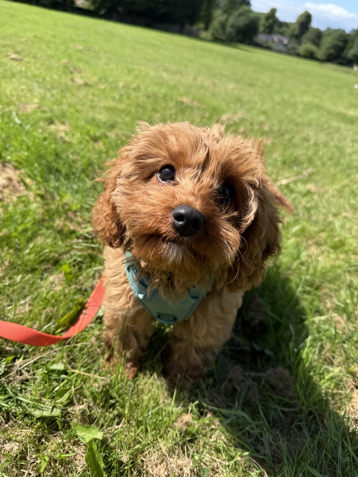Golden puppy sitting outdoors during training