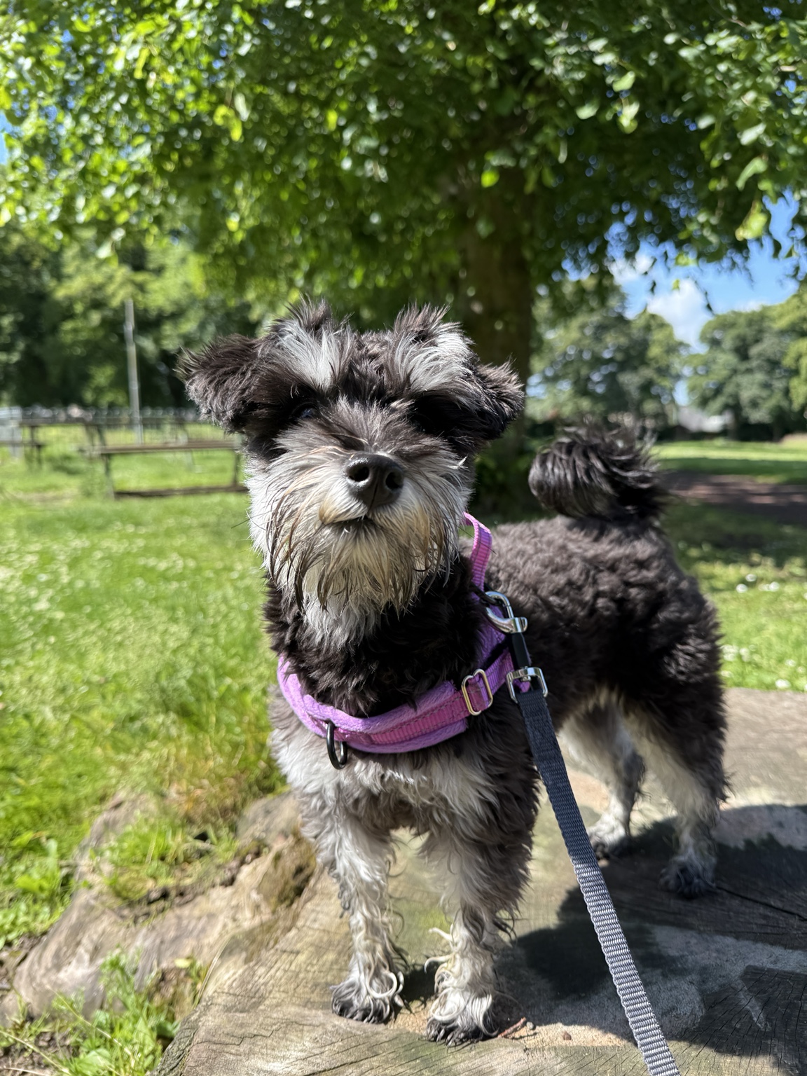 Young dog wearing a purple harness outdoors